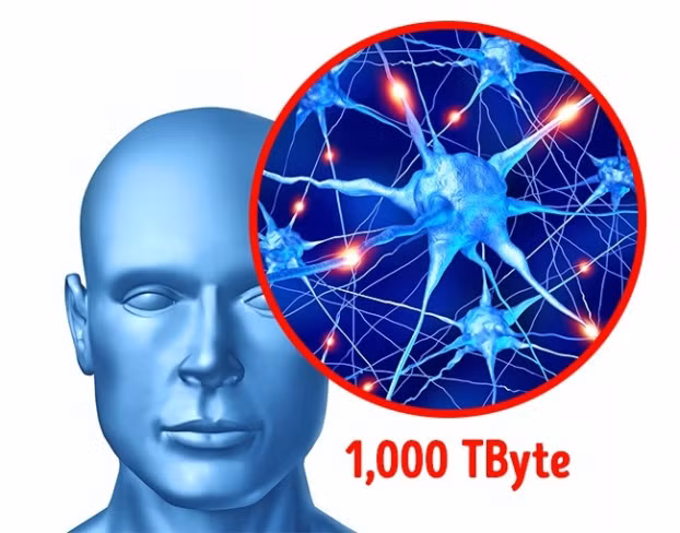  1. Bộ não con người có khả năng lưu trữ dung lượng 1 petabyte (1.000 terabyte): Các nhà khoa học Đại học Texas đã phát hiện một khớp thần kinh có dung lượng lưu trữ là 4,7 byte. Nhân lên với số lượng khớp thần kinh thì dung lượng của cả bộ não con người là 1 petabyte. Đây là một con số khổng lồ, gấp 10 lần những nghiên cứu trước đây, cho thấy bộ não của con người có tiềm năng rất lớn.