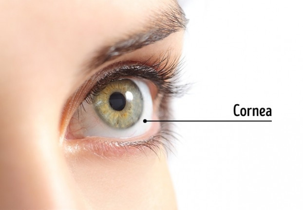  8. Giác mạc là bộ phận cơ thể duy nhất không có mạch máu: Do không có mạch máu nên giác mạc vẫn trong suốt. Điều này là tốt bởi vì mạch máu sẽ là một rào cản đối với thị lực. Giác mạc được nuôi dưỡng nhờ sự khuếch tán của các chất từ cấu trúc cơ thể quanh nó.