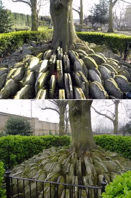  Những bia mộ kỳ lạ sau vườn giao thông: Để nhường chỗ xây dựng tuyến đường sắt London &amp; Midland vào những năm 1860, người ta đã xếp chồng các bia đá quanh cái cây tại nghĩa trang St. Pancras này. Người trực tiếp giám sát công việc trên chính là Thomas Hardy, một tác giả nổi tiếng thời kỳ Victoria.