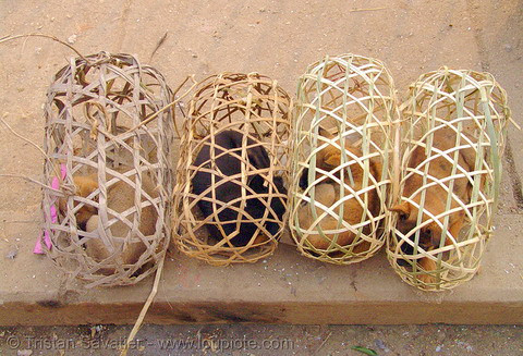 Dù vậy, Savatier cũng gợi ý rằng nên nhìn nhận vấn đề này trên cơ sở tôn trọng sự khác biệt giữa các nền văn hóa, vì một số điều không thể chấp nhận được ở phương Tây, nhưng lại là chuyện thường ở châu Á và ngược lại. Thịt chó là một thức ăn quen thuộc ở Việt Nam. Tại một số tỉnh miền núi phía Bắc, chó được bày bán ngoài chợ không khác gì gà vịt.