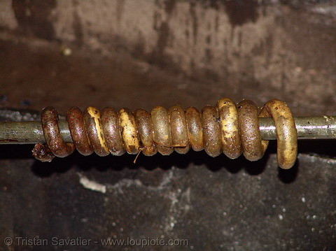 Lòng chó sẽ được chế biến thành dồi và đem nướng.