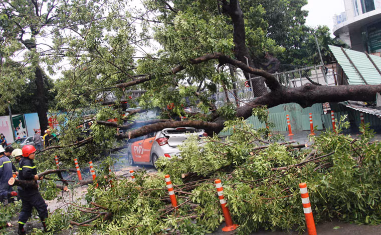 Được biết, cây cổ thụ trên là cây sọ khỉ, có đường kính 1,5m , cao gần 20 m. Thời điểm xảy ra sự cố, TP. HCM trời mưa rất lớn và gió giật mạnh.