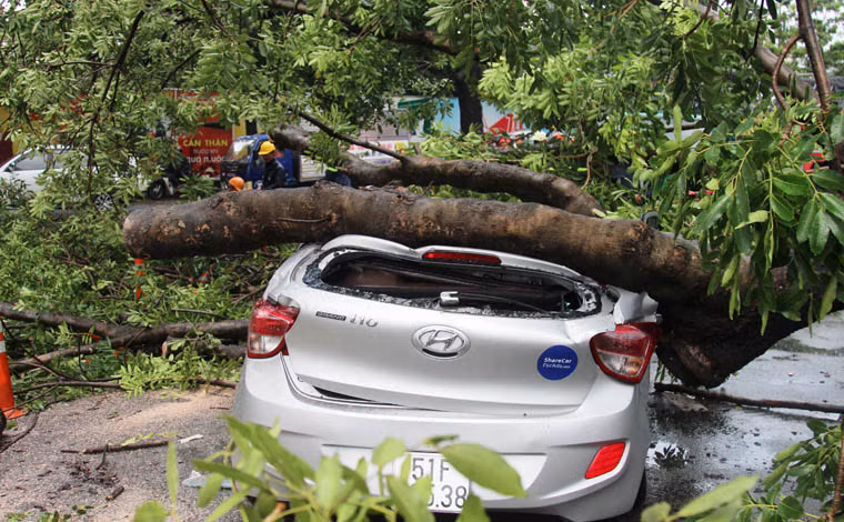 Cú ngã của cây cổ thụ đè bẹp phía sau khiến người phụ nữ ngồi bên trong bị thương nặng.