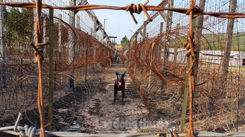 Để tránh việc các tù binh vượt ngục, chúng cho dựng các vòng thép gai xung quanh các nhà giam, cho chó và quân đội túc trực suốt ngày đêm. Đây thật sự là "chốn địa ngục trần gian" đối với các tù binh cộng sản.