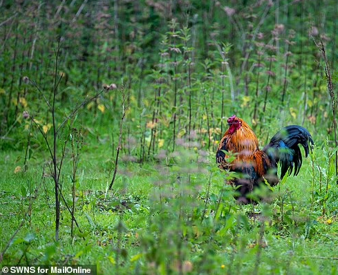 Cụ thể, khoảng 35 người bỏ phiếu đưa những con gà đến nơi khác, với sự hỗ trợ của tổ chức từ thiện Fresh Start for Hens.