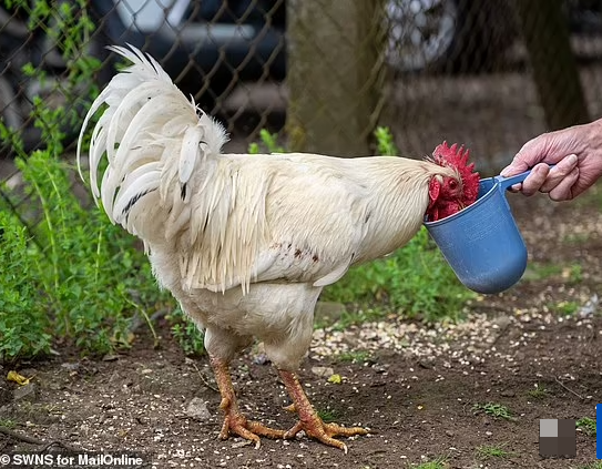 Giám đốc công ty Ben King, 48 tuổi, cho biết ban đêm ông phải đeo bịt tai đi ngủ vì gà gáy liên tục.