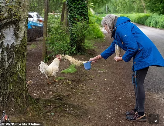Vanessa Taylor, 72 tuổi, cho biết bà đã cho đàn gà ăn mỗi ngày trong suốt hai năm qua.