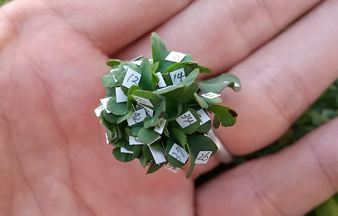 Danh tính người đàn ông lập kỷ lục trồng cỏ 63 lá may mắn Danh tinh nguoi dan ong lap ky luc trong co 63 la may man