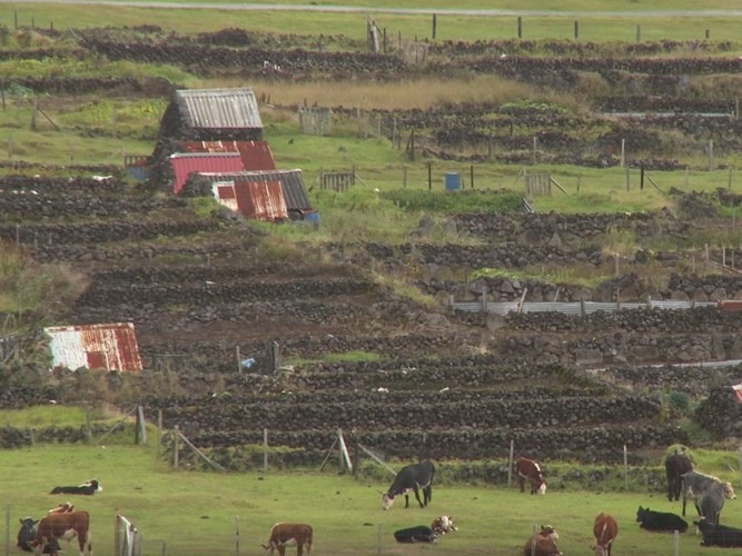 Người dân Edinburgh of the Seven Seas cũng chăn nuôi gia súc.