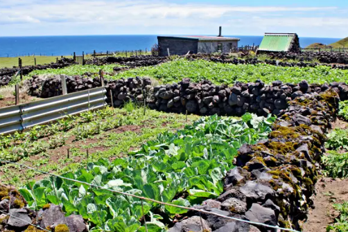 Mỗi gia đình sống trên đảo Tristan Da Cunha đều có ruộng để trồng khoai tây hoặc các nông sản khác. Khi mùa thu hoạch đến, người nông dân thu hoạch bằng tay thay vì máy móc.