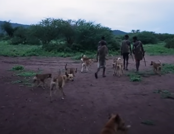 Tuy nhiên, quần thể động vật ở khu vực nơi người Hadza sinh sống đã giảm sút do "các bộ lạc lân cận chặt cây và xua đuổi động vật hoang dã để trồng trọt và chăn nuôi".
