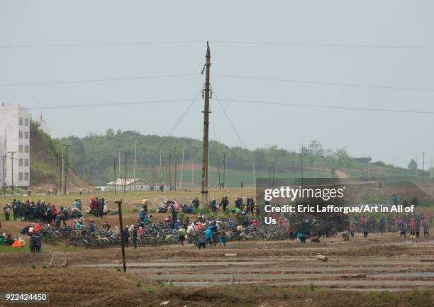 Rất đông người tập trung làm việc tập thể trên cánh đồng ở Nampo, tỉnh Nam Pyongan, ngày 17/5/2009. Ảnh: Getty.