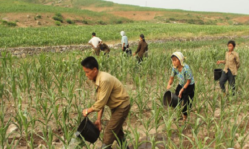 Những người nông dân tưới nước cho cây trồng trên cánh đồng mênh mông. Ảnh: Pinterest.