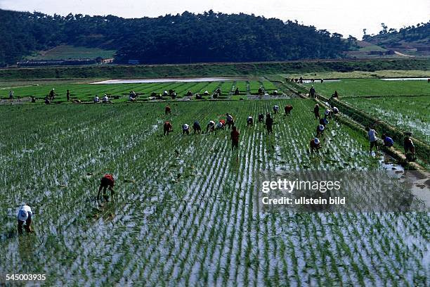 Cảnh những nông dân chăm chỉ làm việc trên cánh đồng lúa. Ảnh: Getty.