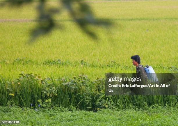 Người nông dân phun thuốc trên cánh đồng ở tỉnh Kangwon, ngày 10/9/2008. Ảnh: Getty.