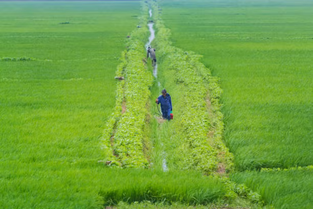 Kinh ngac canh binh di ve cuoc song o thon que Trieu Tien-Hinh-6