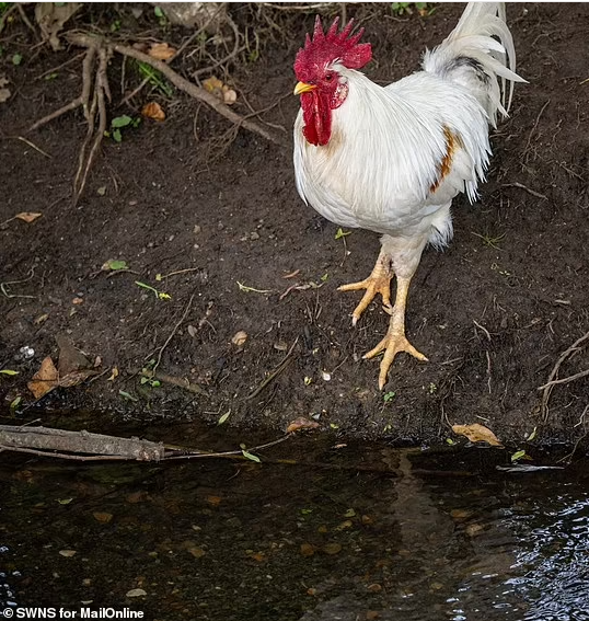 “Tôi nghĩ chúng hoàn toàn là loài gây hại. Việc mọi người đến và cho chúng ăn cũng chẳng ích gì", một cư dân khác bức xúc.