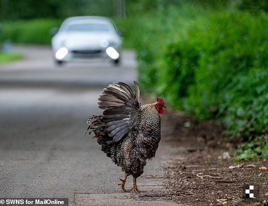 "Tôi chưa thấy có bằng chứng nào cho thấy khu vườn của các gia đình bị hư hại vì đàn gà. Vào thời điểm này trong năm, chúng có thể đánh thức bạn dậy vào lúc 4 giờ sáng và gây ra tiếng động. Nhưng đó là điều hoàn toàn bình thường khi bạn sống ở nông thôn", ông Pete nêu lý do muốn giữ đàn gà lại.