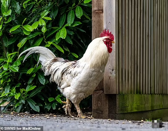 "Con đường đã bị xói mòn vì lũ gà đào bới trong thời gian dài", một cặp vợ chồng bức xúc.