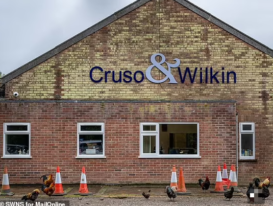 Chỉ 6 người bỏ phiếu cho phương án giữ lại đàn gà trong làng.