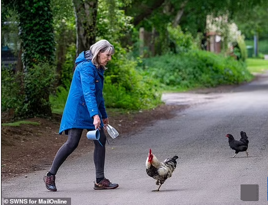 Người dân ở ngôi làng đang bất đồng ý kiến về việc giữ lại hay đuổi đàn gà đi.