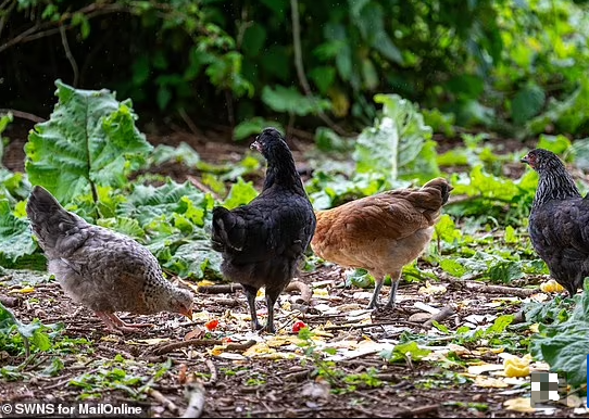 Như vậy, đàn gà sẽ được tổ chức Fresh Start for Hens đưa đi và chăm sóc chúng.