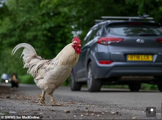 Tuy nhiên, một số cư dân khác cho rằng nên đưa đàn gà đến nơi khác vì thực sự chúng làm ảnh hưởng đến cuộc sống của họ, thậm chí có người phải chuyển nhà vì đàn gà khiến họ mất ngủ.