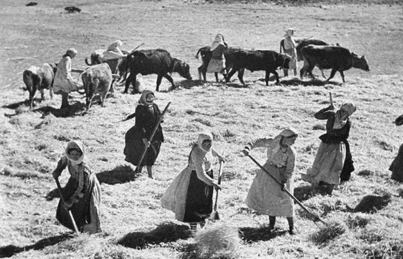 Dọn cỏ khô trên cánh đồng. Những bức ảnh phần nào cho thấy nét đẹp trong lao động của những người phụ nữ Liên Xô.