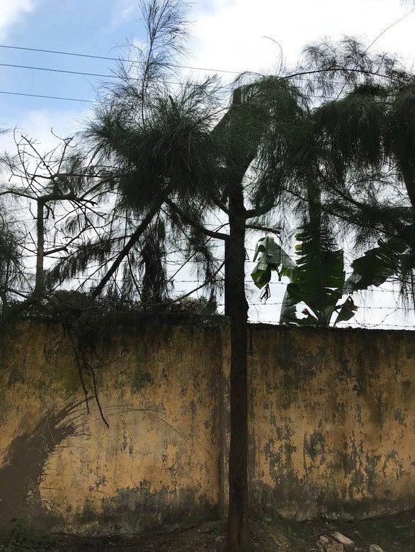 HS bi dien giat tu vong khi truong dieu di tia cay: Nha truong chu quan, so suat-Hinh-2