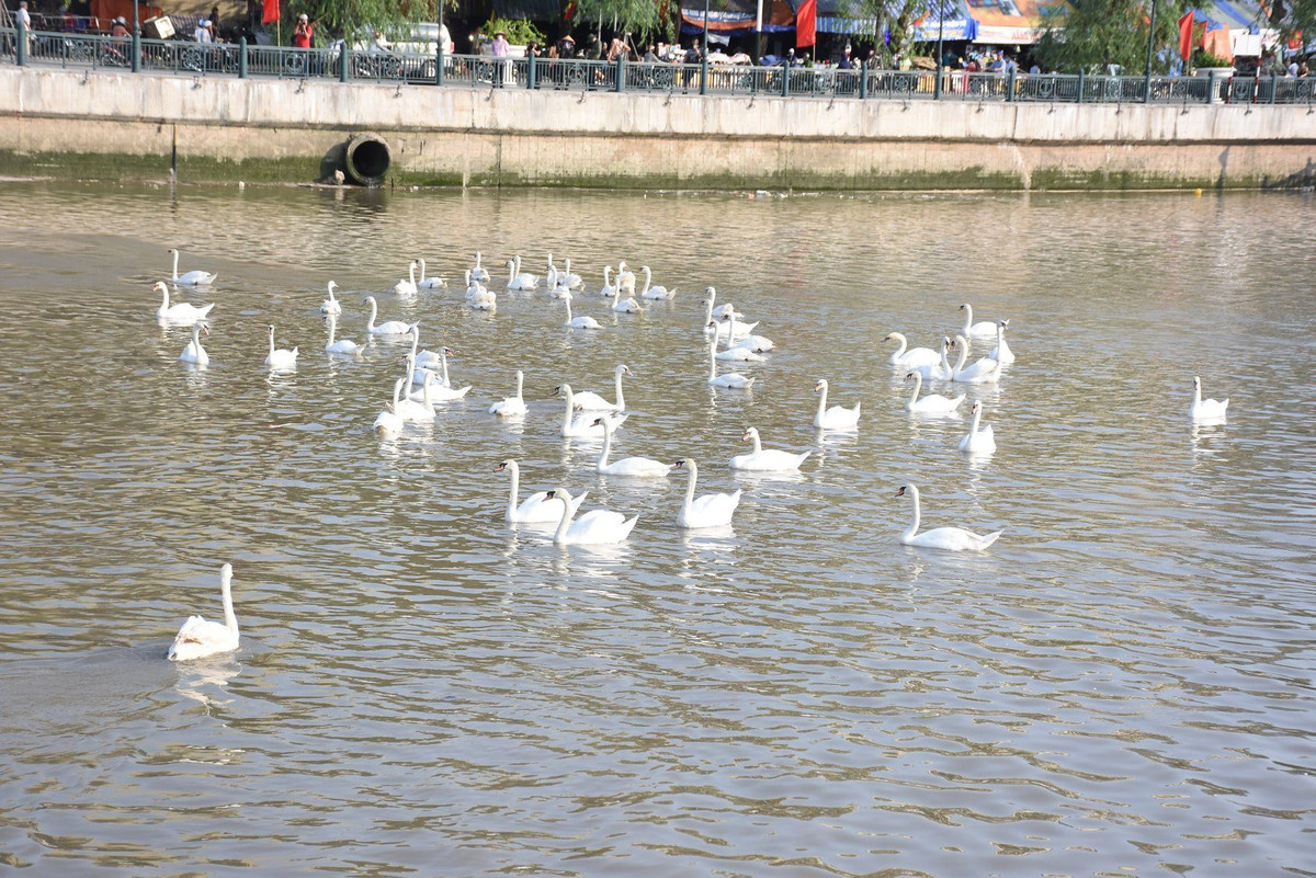 Đàn thiên nga vừa thả xuống đã thích nghi nhanh với môi trường sông Tam Bạc.