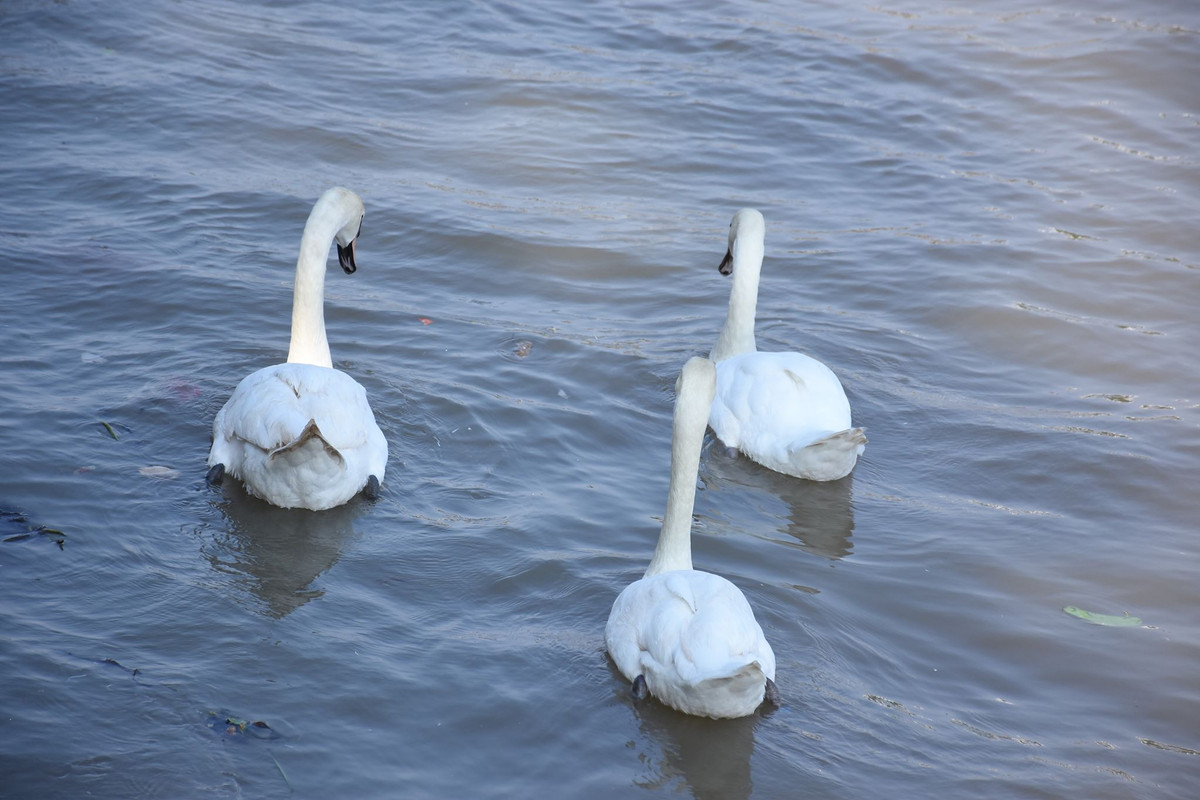 Những con thiên nga bơi lội trên sông Tam Bạc.