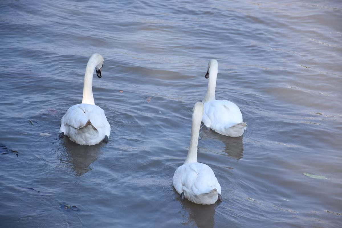 Những con thiên nga bơi lội trên sông Tam Bạc.