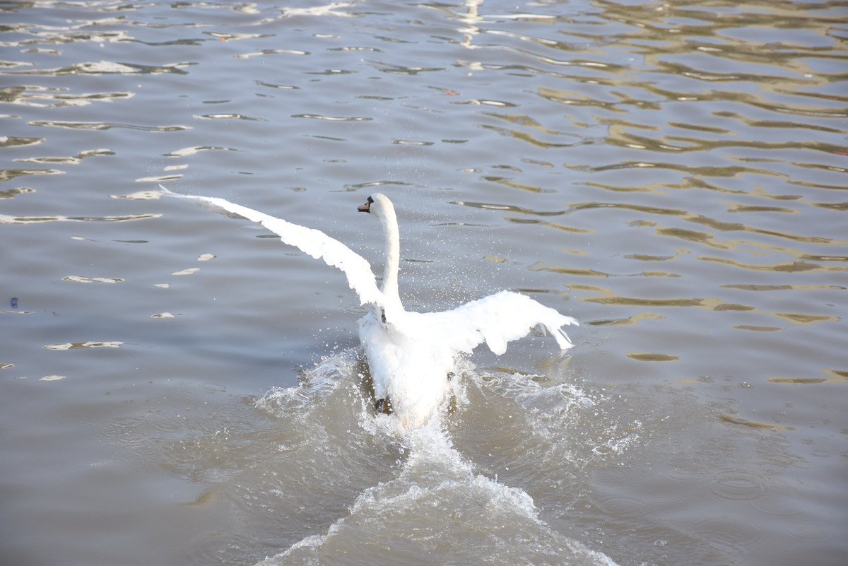 Cận cảnh một con thiên nga khi được tự do bơi lội trên sông Tam Bạc.