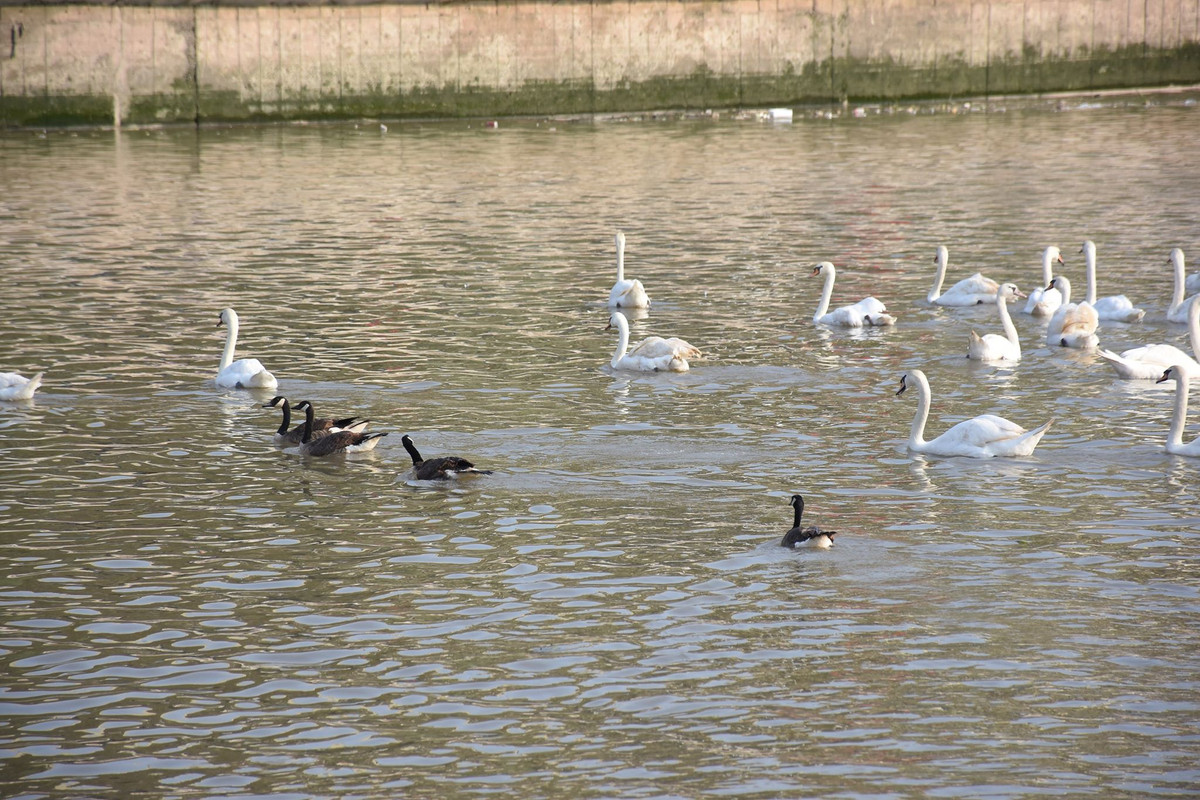 Trong những ngày tháng 5 lịch sử, người dân Hải Phòng xúc động khi chứng kiến 130 con thiên nga thả xuống sông Tam Bạc, tượng trưng cho 130 năm ngày sinh Chủ tịch Hồ Chí Minh; 65 đôi thiên nga là 65 năm ngày giải phóng Hải Phòng. Theo người dân đó là những con số rất ý nghĩa.