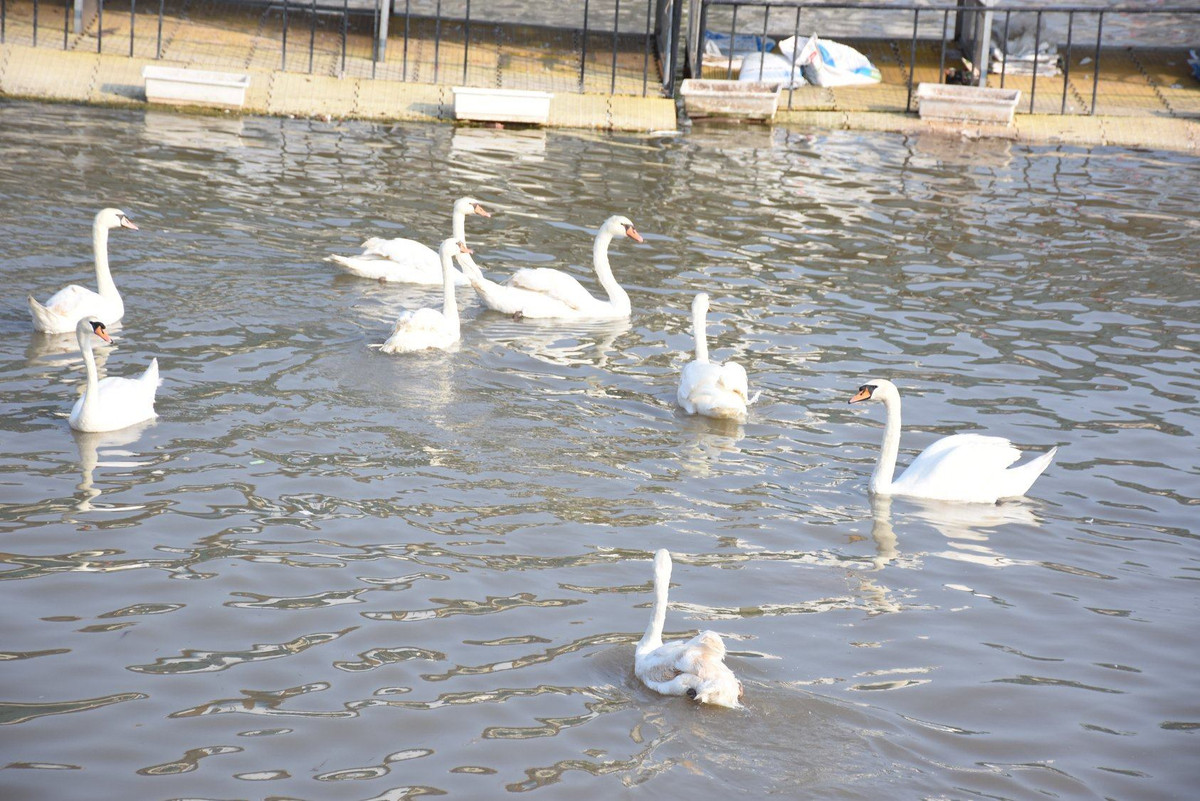 Như vậy đến thời điểm hiện tại có 200 con thiên nga được thả xuống sông Tam Bạc.