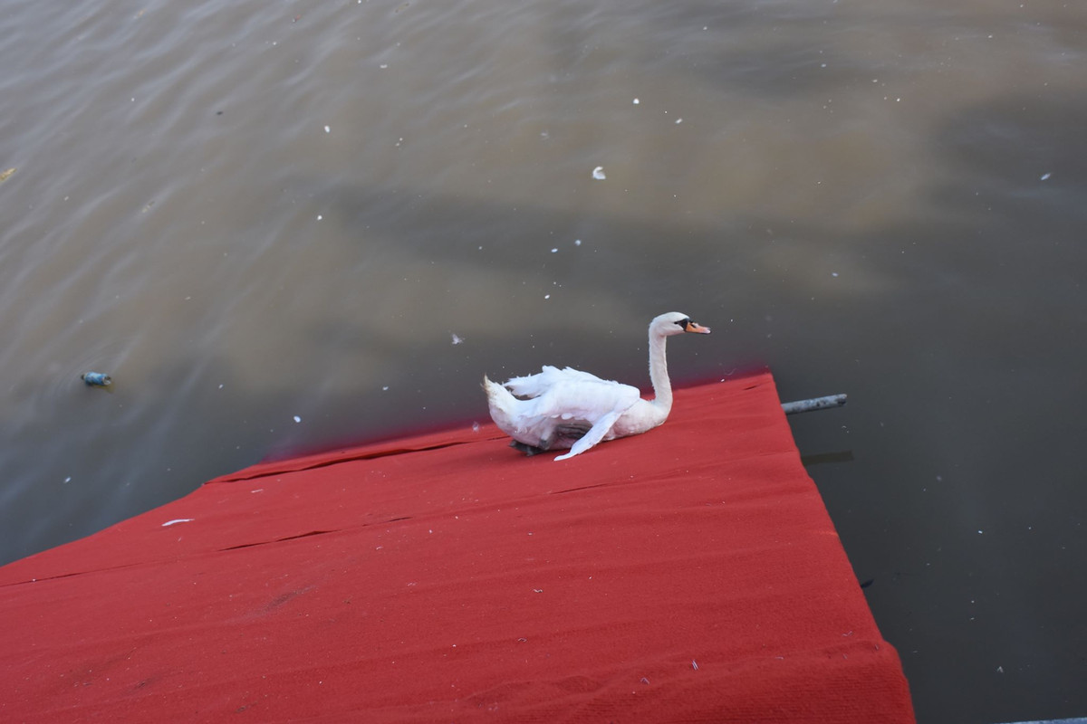 Để xuống dòng sông Tam Bạc, những con thiên nga phải vượt qua cầu trượt này.