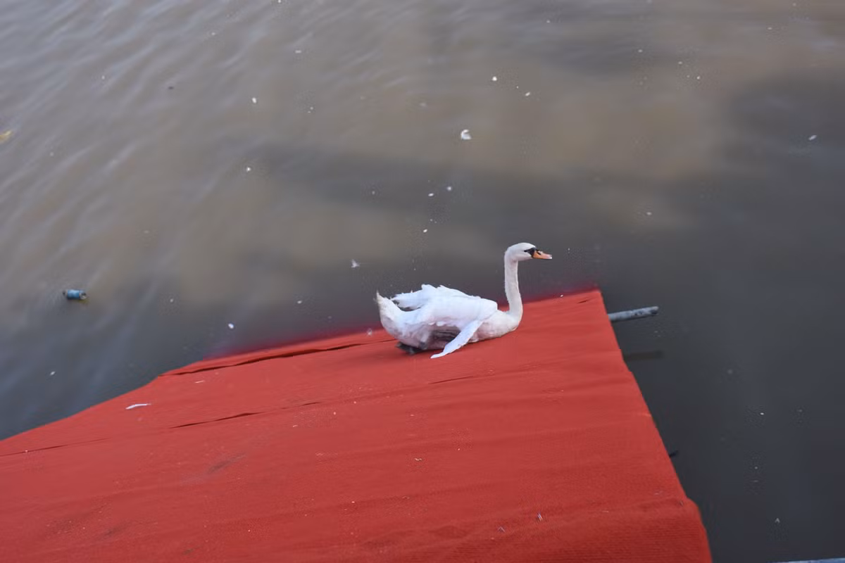 Để xuống dòng sông Tam Bạc, những con thiên nga phải vượt qua cầu trượt này.