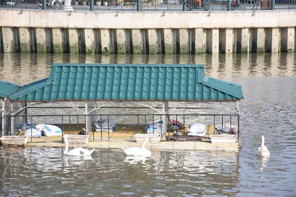 Ngôi nhà cho thiên nga.