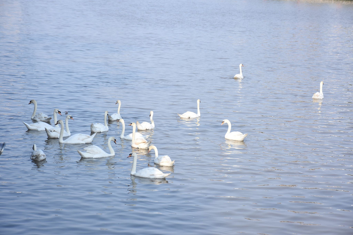 Trước đó, tại Lễ khánh thành Dự án đầu tư chỉnh trang sông Tam Bạc ngày 9/5/2019, quận Hồng Bàng đã tổ chức thả 20 đôi thiên nga xuống dòng sông. Sau đó đến ngày 21/6/2019, quận tiếp tục tổ chức thả thêm 15 đôi thiên nga nữa bằng nguồn kinh phí xã hội hóa để tăng số lượng đàn thiên nga, đồng thời góp phần làm cho sông Tam Bạc trở nên thật sự sinh động, cảnh quan sạch, đẹp hấp dẫn du khách và người dân thành phố đến tham quan. 