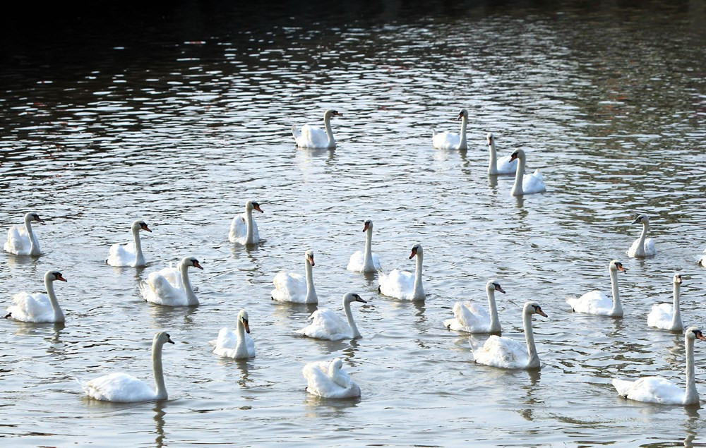 Đàn thiên nga là điểm nhấn của dòng Tam Bạc.