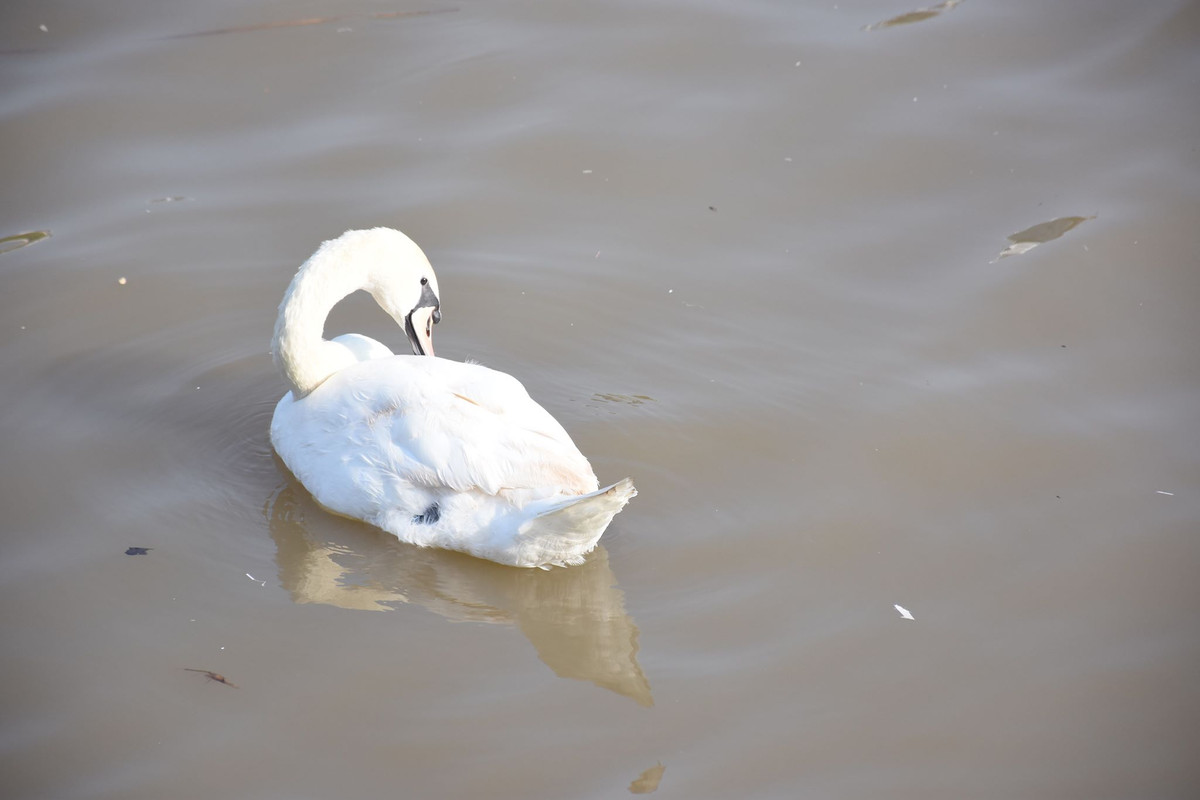 Dù mới tiếp xúc với môi trường mới nhưng con thiên nga này tỏ ra rất thân quen.