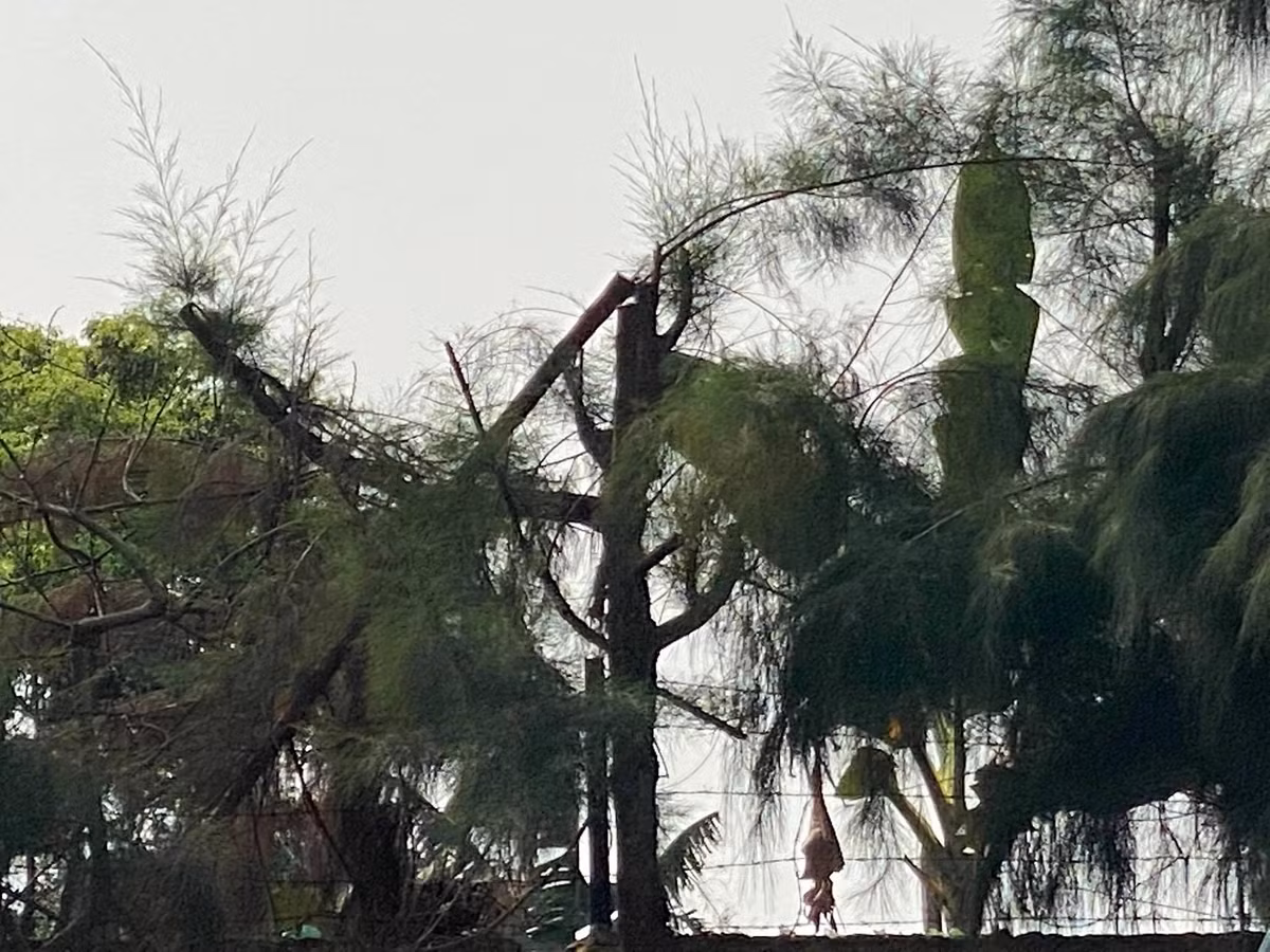 Hoc sinh Hai Duong tia cay bi dien giat tu vong: Truong dieu di lao dong...