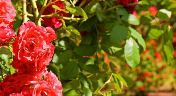 Nguoi sinh vao nhung ngay am lich nay phuc khi sanh ngang de vuong-Hinh-2