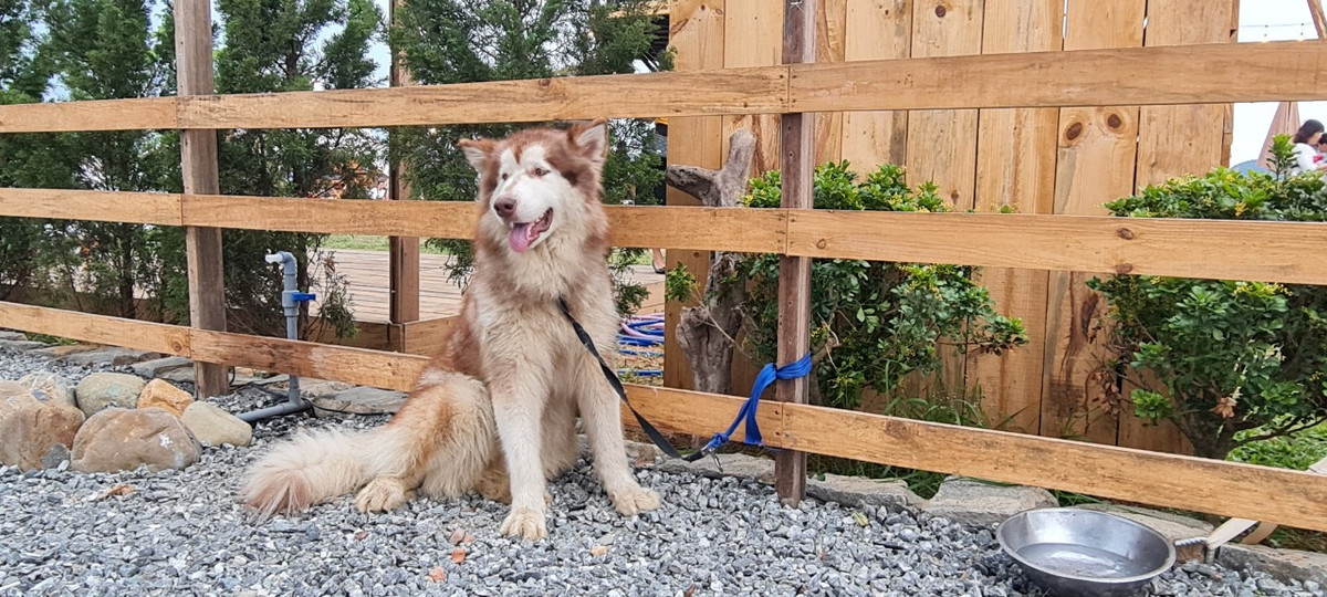 Khung cảnh như trên thảo nguyên thơ mộng khiến không ít người xuýt xoa.