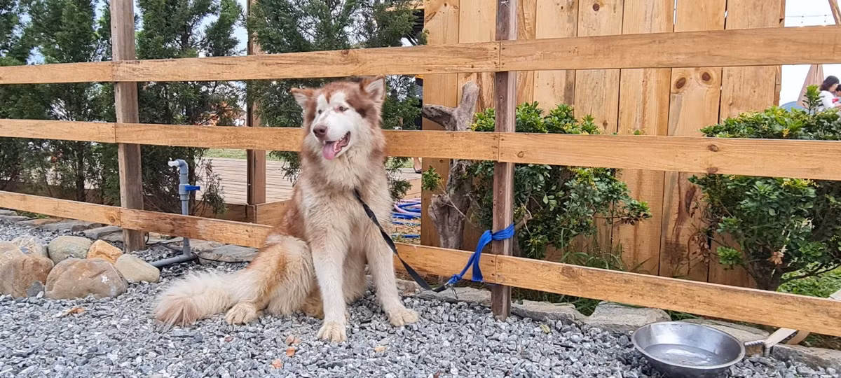 Khung cảnh như trên thảo nguyên thơ mộng khiến không ít người xuýt xoa.