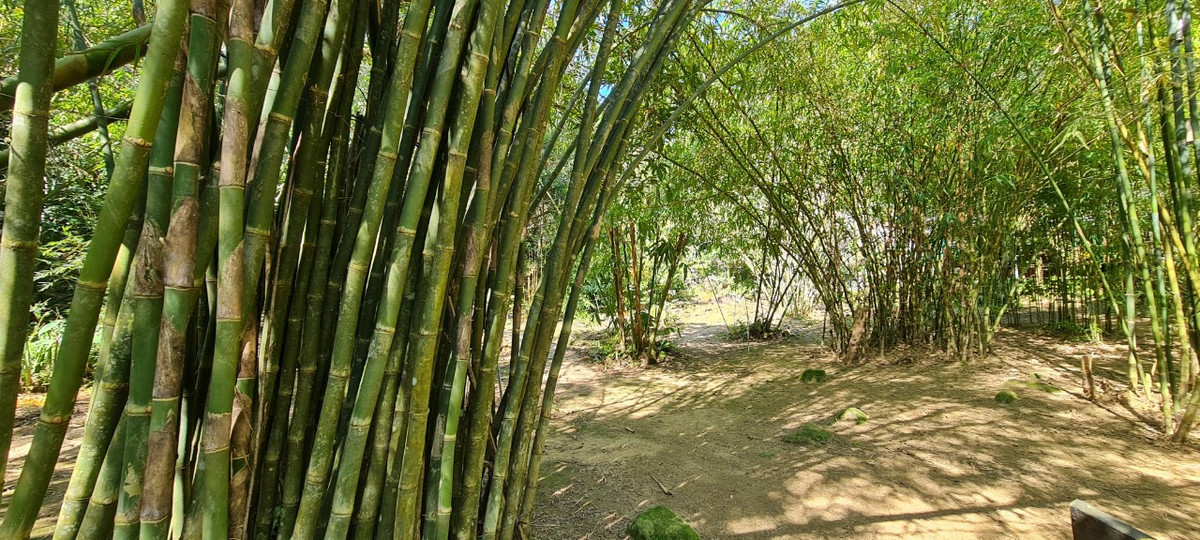 Sơn Trà Tịnh Viên hiện sưu tầm hơn 100 loài, chiếm ⅓ tổng số loài tre, trúc ở Việt Nam, đặc biệt có những giống tre quý hiếm. Bảo tàng độc đáo này được vun đắp nên bởi từ chính tâm huyết, công sức muốn bảo tồn các giống tre ở Việt Nam cũng như mong muốn giữ lại những nét đẹp của làng quê Việt.