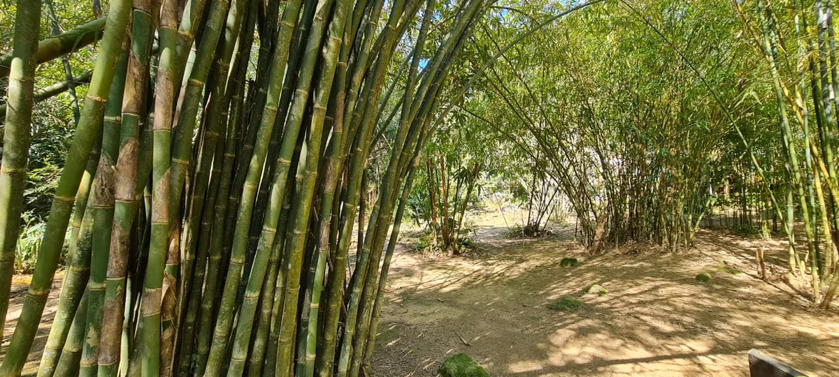 Sơn Trà Tịnh Viên hiện sưu tầm hơn 100 loài, chiếm ⅓ tổng số loài tre, trúc ở Việt Nam, đặc biệt có những giống tre quý hiếm. Bảo tàng độc đáo này được vun đắp nên bởi từ chính tâm huyết, công sức muốn bảo tồn các giống tre ở Việt Nam cũng như mong muốn giữ lại những nét đẹp của làng quê Việt.