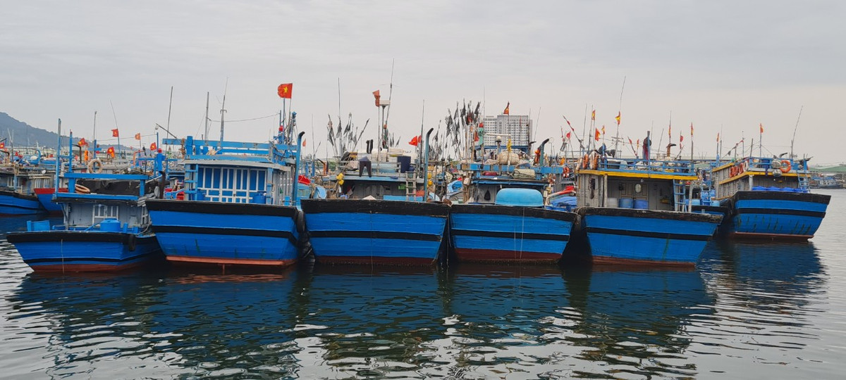 Đây là nơi neo đậu thường xuyên của tàu thuyền ngư dân các tỉnh Quảng Ngãi, Bình Định, Thừa Thiên Huế và thành phố Đà Nẵng…