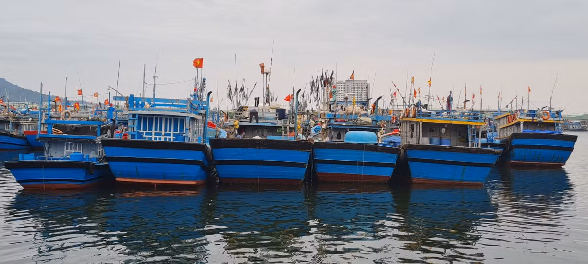 Đây là nơi neo đậu thường xuyên của tàu thuyền ngư dân các tỉnh Quảng Ngãi, Bình Định, Thừa Thiên Huế và thành phố Đà Nẵng…