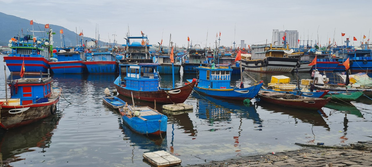 Không chỉ có các tàu lớn đánh bắt xa bờ, nhiều ghe thuyền nhỏ cũng tập trung tại đây. 